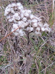 Achillea millefolium borealis