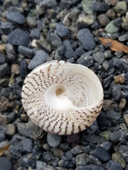 Coelotrochus tiaratus