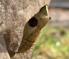 Trogus