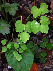 Thalictrum clavatum
