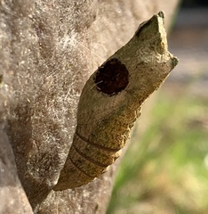 Trogus