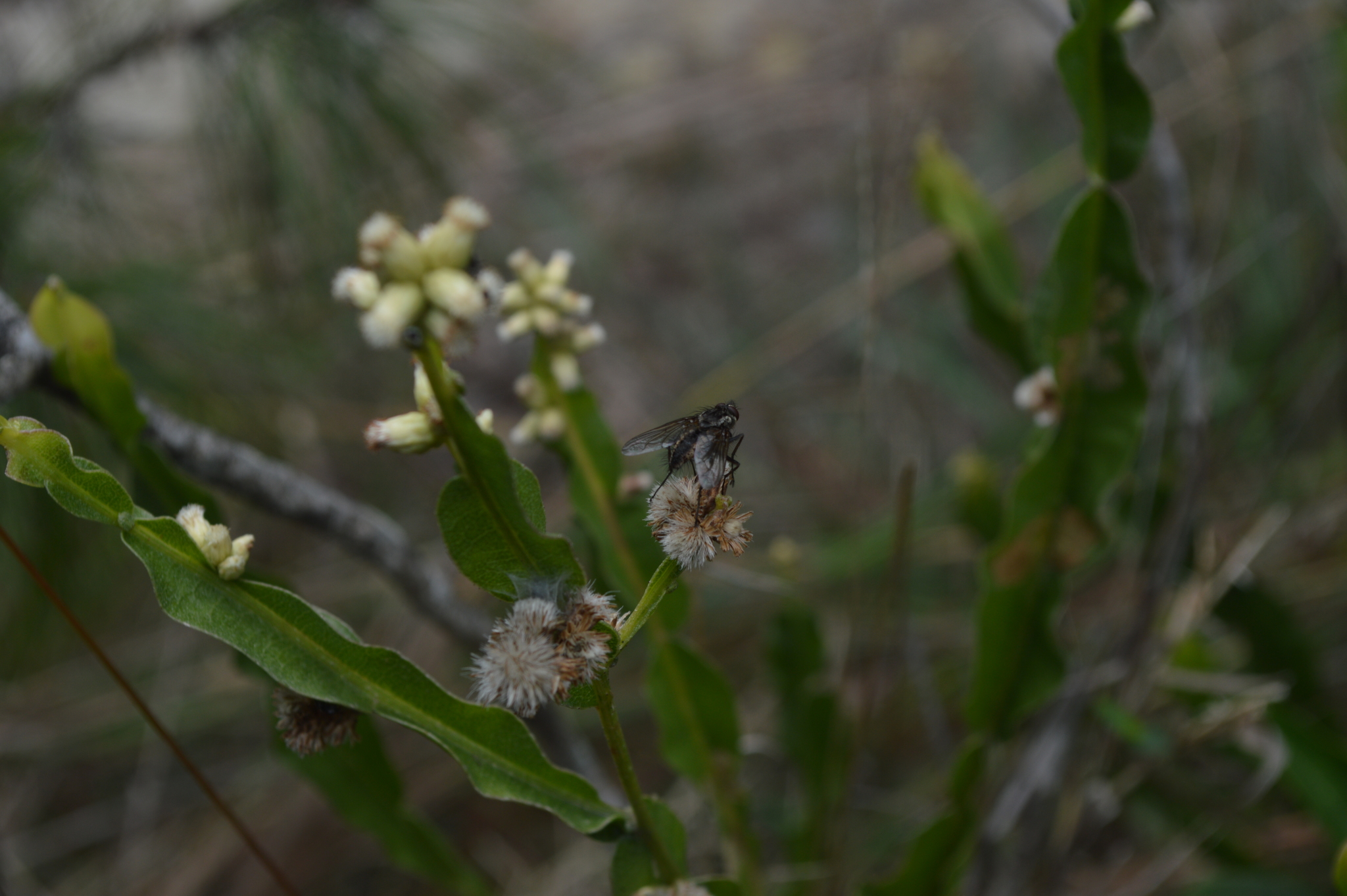 Baccharis genistelloides image