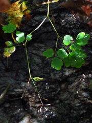 Thalictrum clavatum