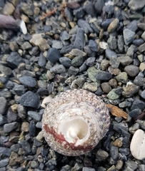 Coelotrochus tiaratus