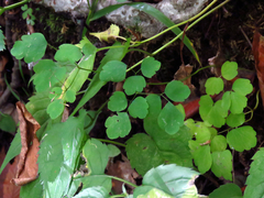 Thalictrum clavatum