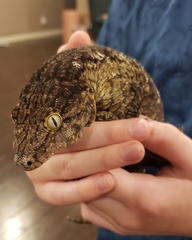 Rhacodactylus leachianus