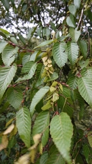 Carpinus kawakamii