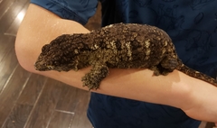 Rhacodactylus leachianus