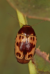 Cryptocephalus mutabilis