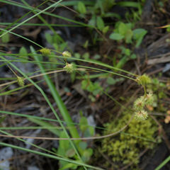 Carex straminea