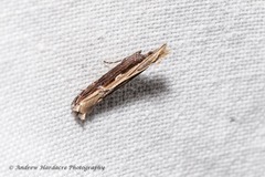 Hypatima spathota
