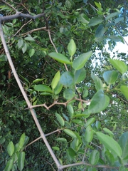Celtis tala