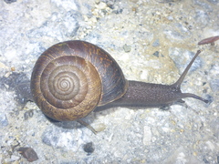 Helminthoglypta arrosa
