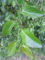 Celtis tala