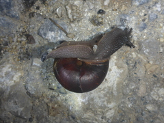 Helminthoglypta arrosa