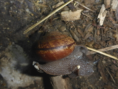Helminthoglypta arrosa