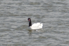 Cygnus melancoryphus