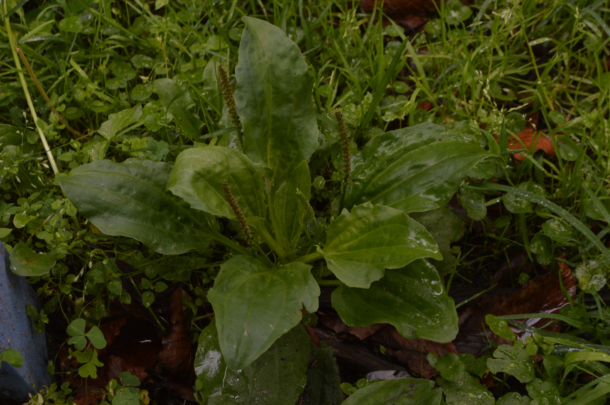 Plantago image