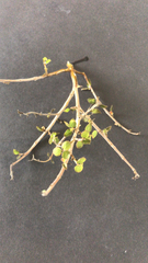 Coprosma rhamnoides
