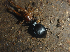 Scaphinotus interruptus