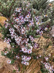 Diplostephium hartwegii