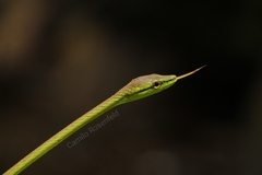 Oxybelis brevirostris