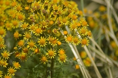 Senecio pampeanus