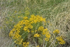 Senecio pampeanus