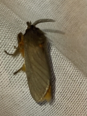 Thoscora pellucida