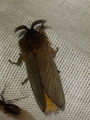 Thoscora pellucida