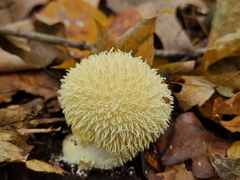 Lycoperdon pulcherrimum