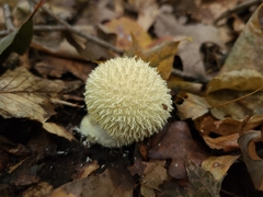 Lycoperdon pulcherrimum