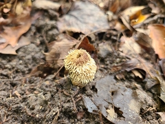 Lycoperdon pulcherrimum