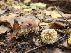 Lycoperdon pulcherrimum