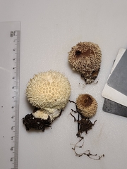 Lycoperdon pulcherrimum