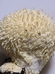 Lycoperdon pulcherrimum