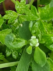 Ranunculus sessiliflorus