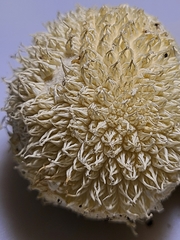 Lycoperdon pulcherrimum