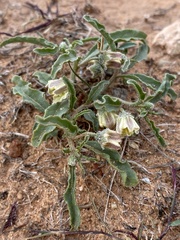 Chamaesaracha coronopus