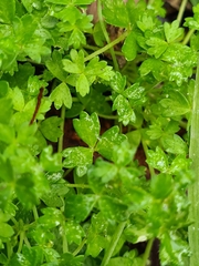 Ranunculus sessiliflorus