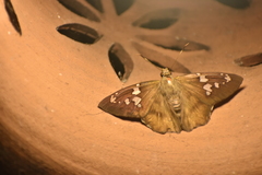 Nascus phocus