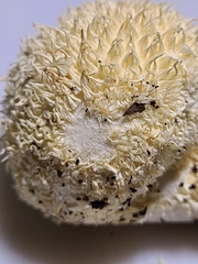Lycoperdon pulcherrimum