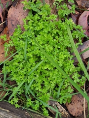 Ranunculus sessiliflorus