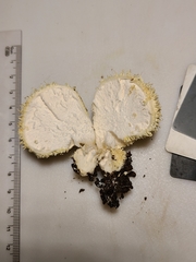 Lycoperdon pulcherrimum