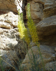 Stanleya pinnata pinnata