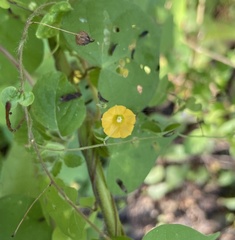 Ipomoea minutiflora