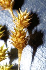 Carex straminea