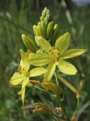 Bulbine glauca