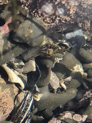 Oligocottinae