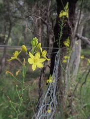 Bulbine glauca